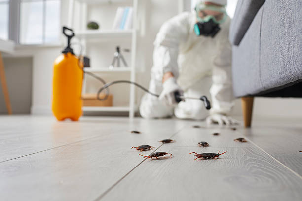 Commercial Kitchen Cockroach Control in Rockwall